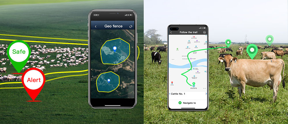 iot cattle tracking