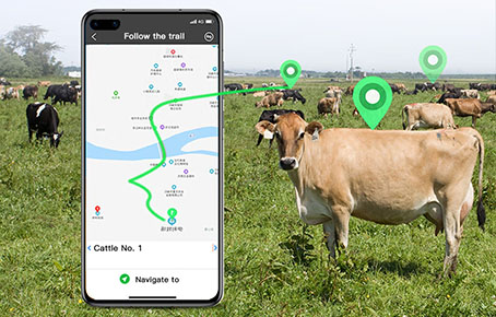 How To Protect Cow With IOT Cow Tracker?