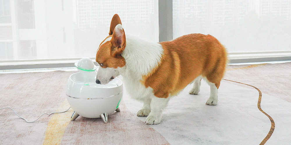 Wirecutter pet fountain