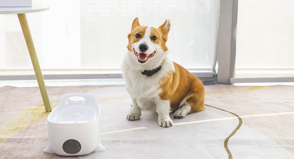 Dog Fresh Water Dispenser