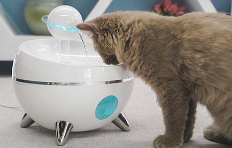 How Do I Train My Cat To Use A Cats Fountain Drinker?