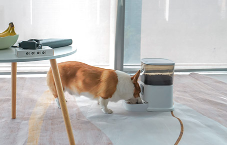 Can I Leave My Dog With Pet Feeder For 3 Days?